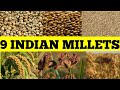 Millets of india bajra jowar ragi kodrakodo kangni sanwa hari kangni kutki chenaproso millet