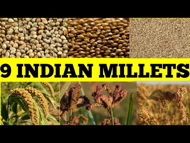 प्रोसो मिलेट को हिंदी में क्या कहते हैं? What is Proso Millet