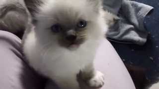 Cute Ragdoll kitten meowing