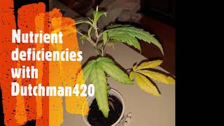 Nutrient deficiencies with Dutchman420