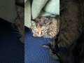 野良猫 かわいい #shortsfeed