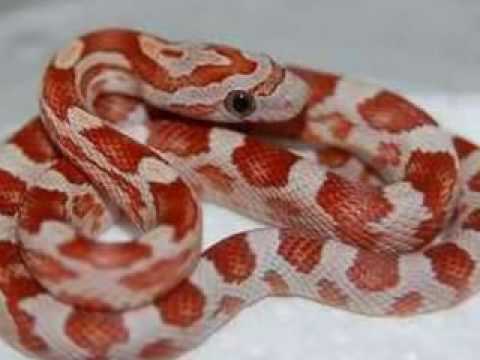 snake oil Cornsnakes Rocking~!