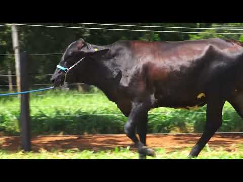 LOTE 54 EDIRA FIV GOPRO RANCHO 3 IRMÃOS 7718 CI