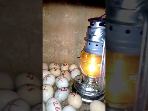 easy kerosene lamp incubator