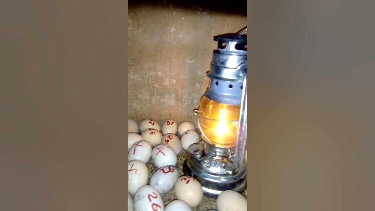 easy kerosene lamp incubator YouTube