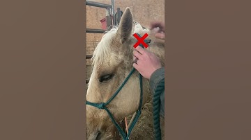 Correct way to tie a halter #shorts #horses