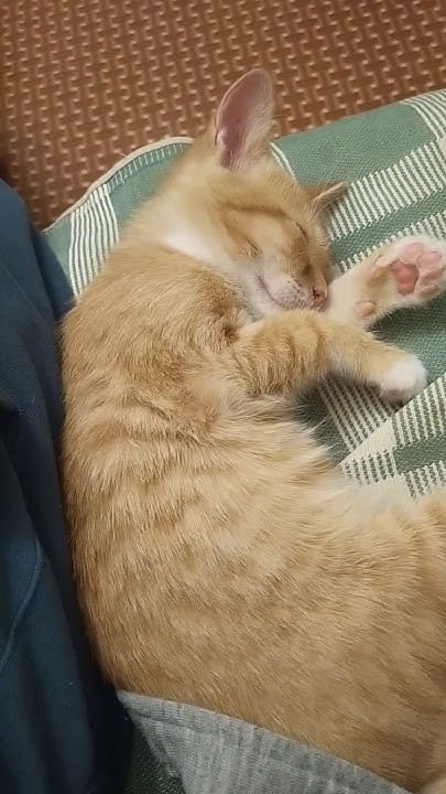 Спящий котёнок - YouTube