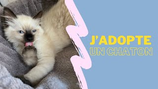 J'ADOPTE UN CHATON (JE SUIS MAMAN)