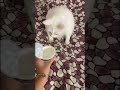 Cat Hates Yogurt Cat Hates Yogurt