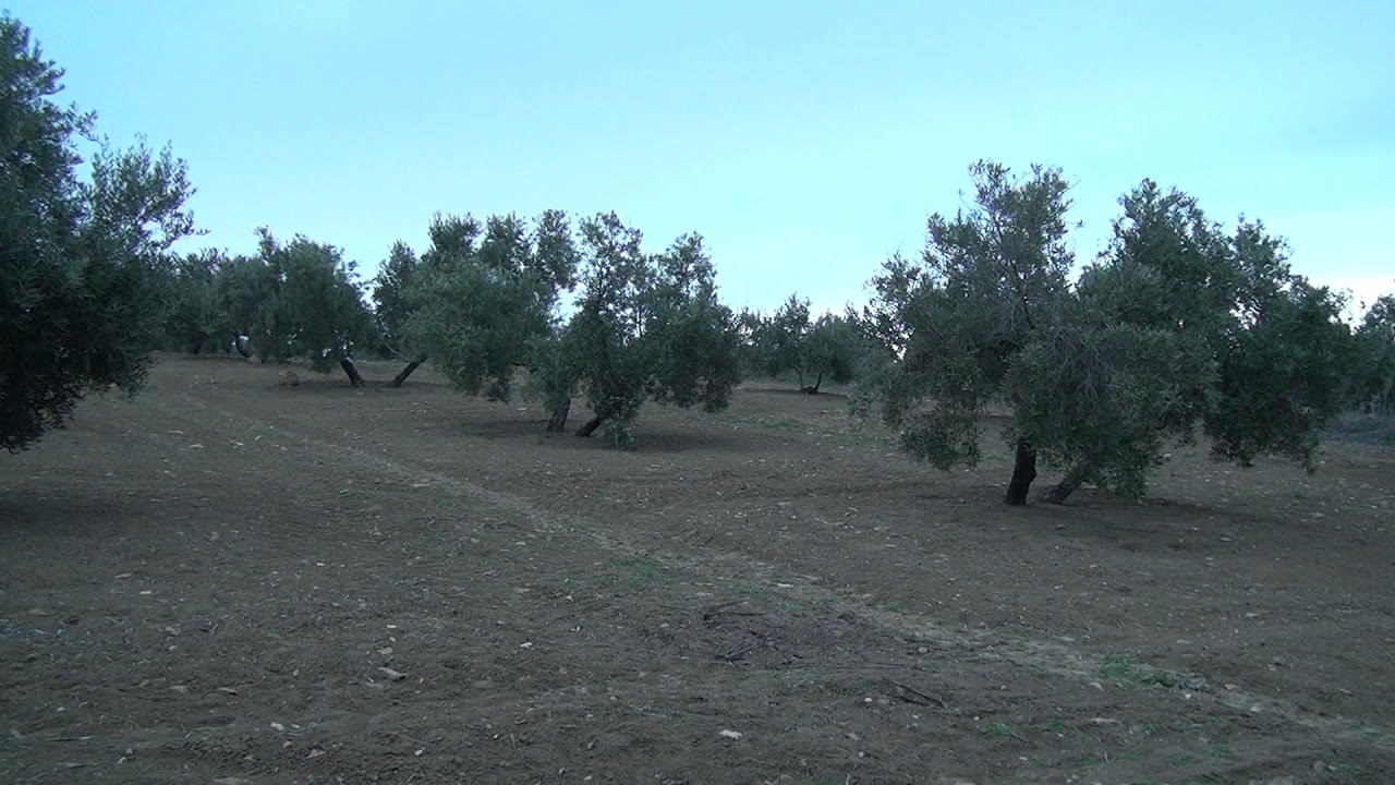 Perdiz reclamo: TUNANTE(Algarino) 4ª PARTE(27-2-2021)