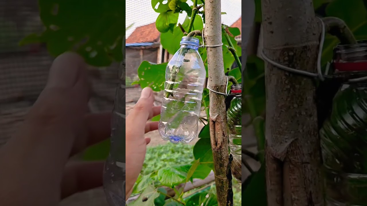 Multiply plants using used bottles and water🌳🌳 #shorts #youtubeshorts #grafting #gardening #nature