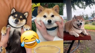 Funniest shiba inu Videos 2023  New Funny Shiba Inu best Videos  Part 4  Tik Toks Compilation