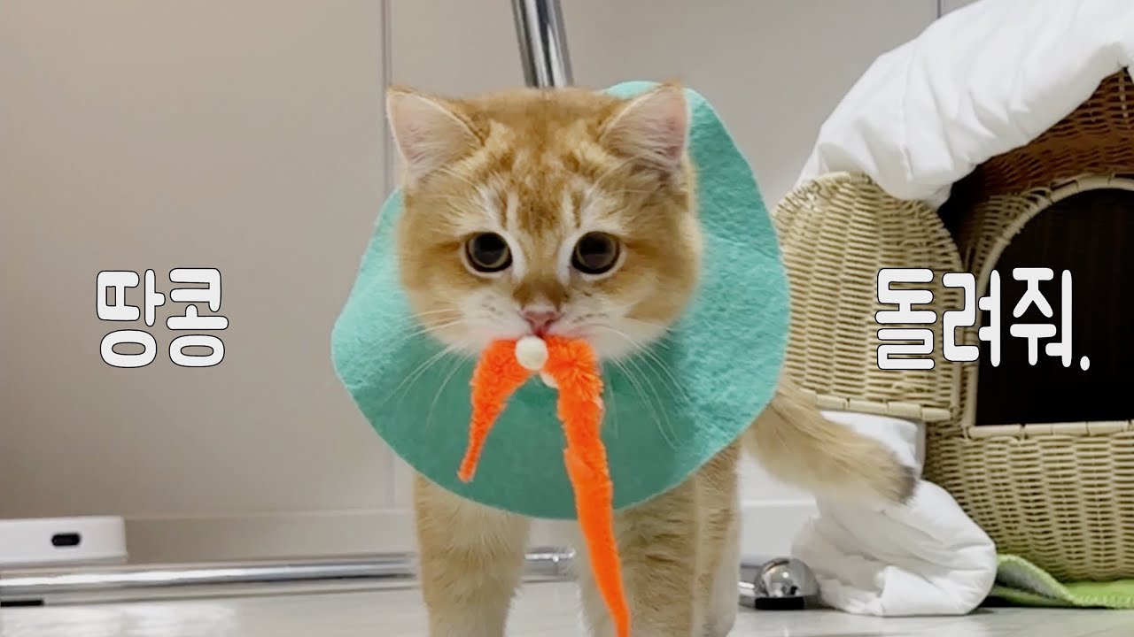 내 땅콩 돌려주면 이거 줄게... |  중성화 요양 1/2편 | 수컷 고양이 중성화 | 고양이 브이로그