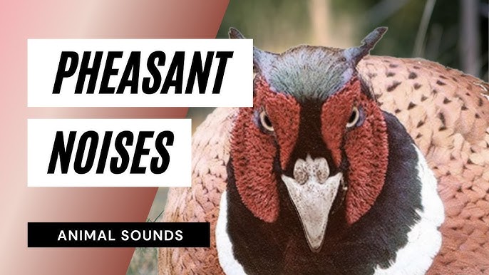 The Animal Sounds How Pheasant Sounds Sound Effect Animation Youtube