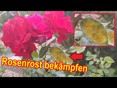 Video: Echter Mehltau auf Hibiskus: Wie man Hibiskus mit Echtem Mehltau behandelt