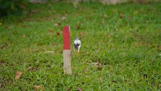 Javan Myna leucistic _ Ulu Pandan Park Connector _ Monday 10jun2019 Singapore 7.46am