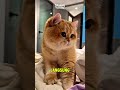 Kucing Ini Nggak Ngerti Privasi! Nguntit Majikan 24 Jam #kucinglucu #kucing #cat #animals #pets
