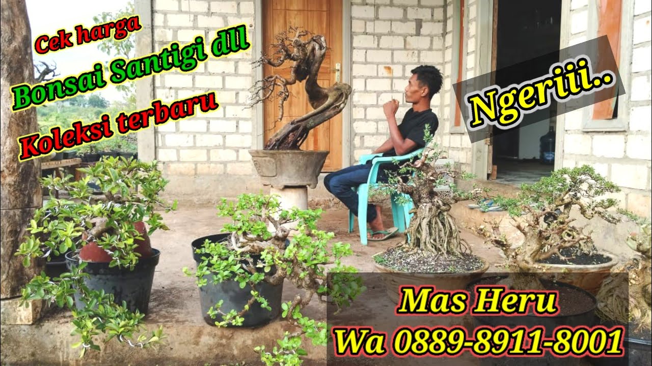 Ngeriii..... koleksi terbaru Bonsai milik Mas Heru Wa 0889-8911-8001