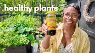 The Forgotten Power of Blackstrap Molasses for Healthy Plants