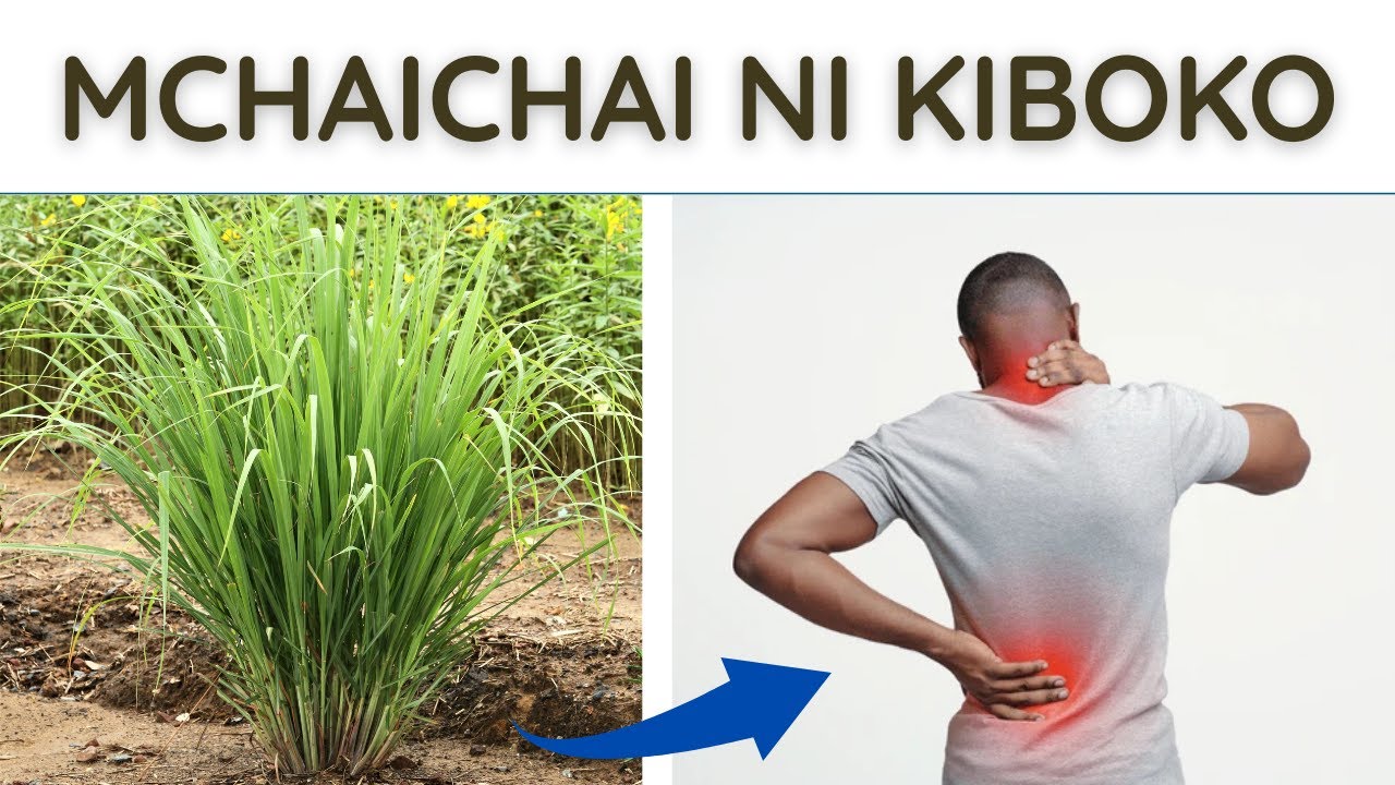 Sababu 10 kwanini unahitaji Mchaichai kila siku! Faida za mchaichai mwilini