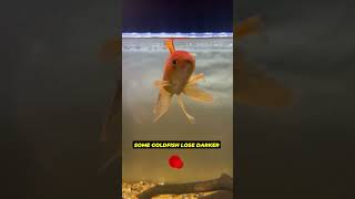 Why Your Goldfish Is Turning White