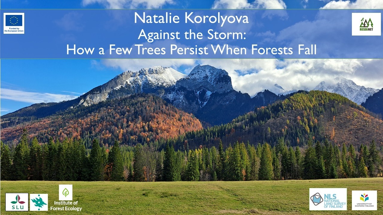 Against the Storm: How a Few Trees Persist When Forests Fall