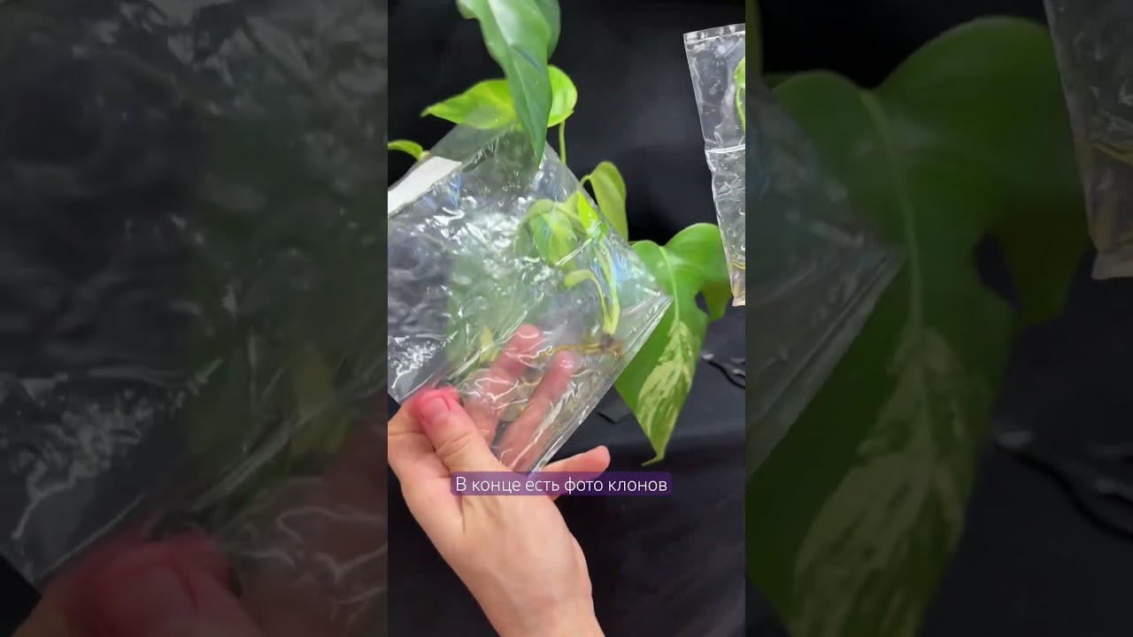 Желтая вариегатнрсть гораздо «легче» белой. Рекомендуем! 