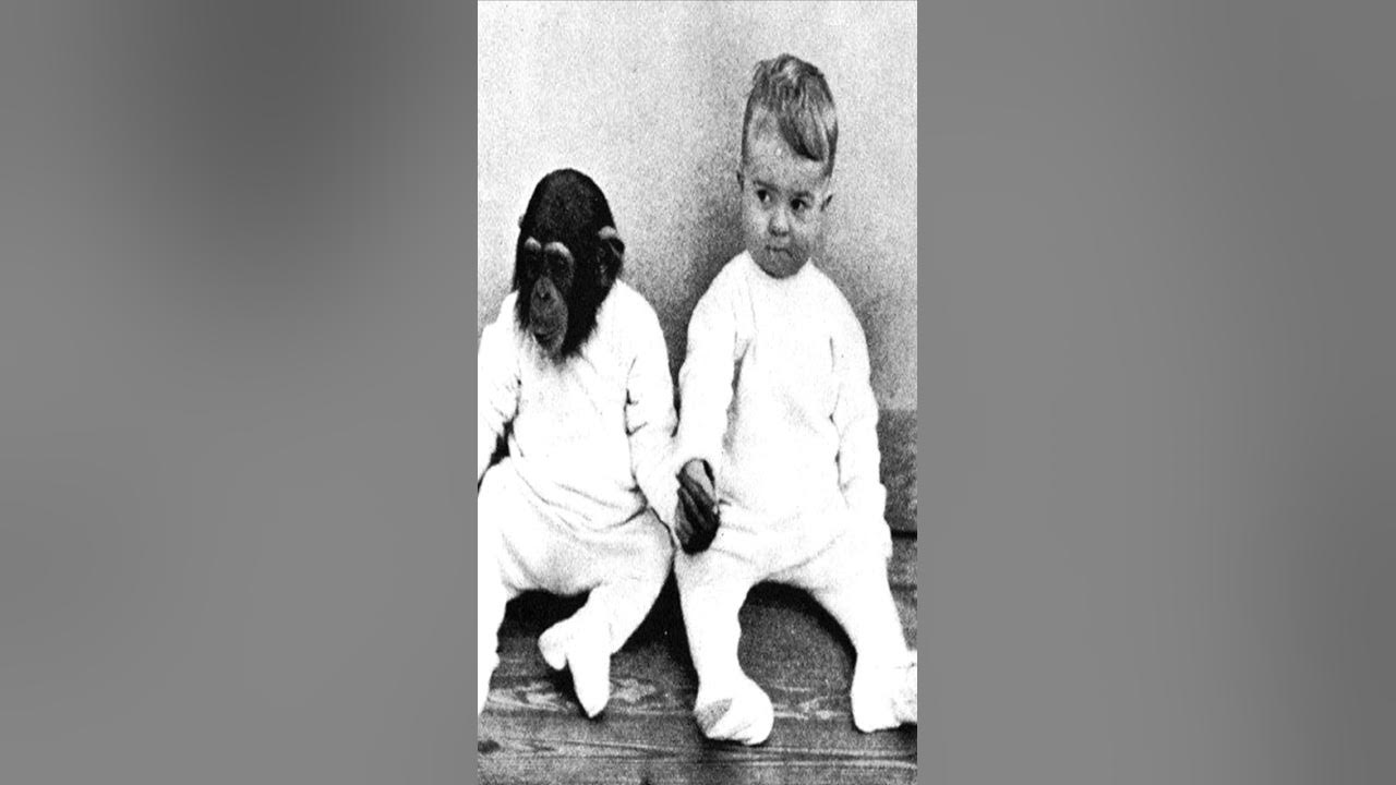 The Human Chimpanzee Experiment That Terrified Scientists #shorts - YouTube
