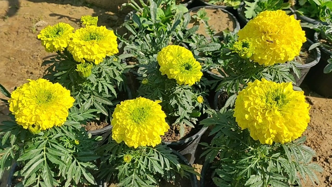 Marigold care in pots YouTube Marigold care in pots YouTube
