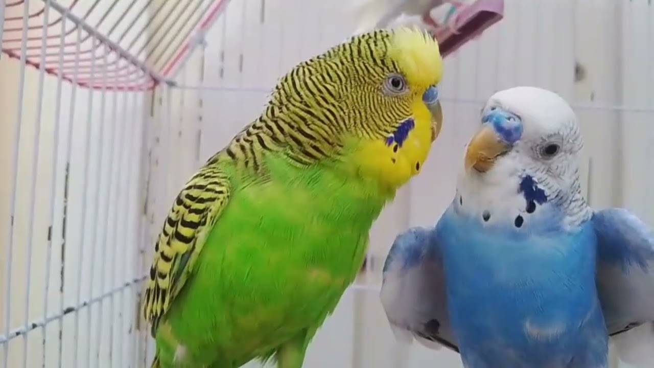 Australia parrot 🦜#budgiesviralvideo ❤️ parrot home #trendingvideo❤️🦜🦜