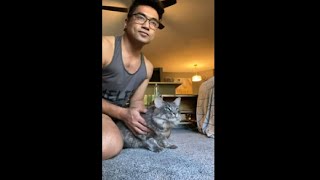 Cat Chattering At Birds