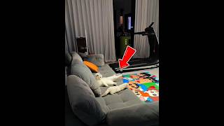 This Cat's Reaction Was Absolutely Priceless🐱😅 #cat #pets #shorts