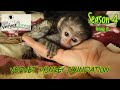 Orphan baby monkey Kinney meets the gang, concern for new orphan Toni found cold and alone