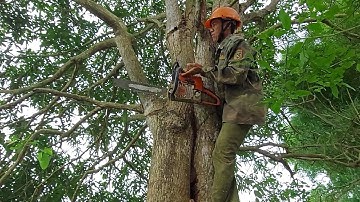 Cưa Cây Xoài Tàn Siêu Khủng / Saw Super-Terrible Mango Tree | Tập 839