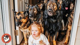 Huge German Shepherds Guard Baby Like He’s Their Own Pup | 3 Best Stories