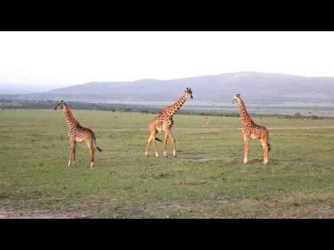 Vida selvagem no Quénia e na Tanzânia / Kenya and Tanzania Wildlife