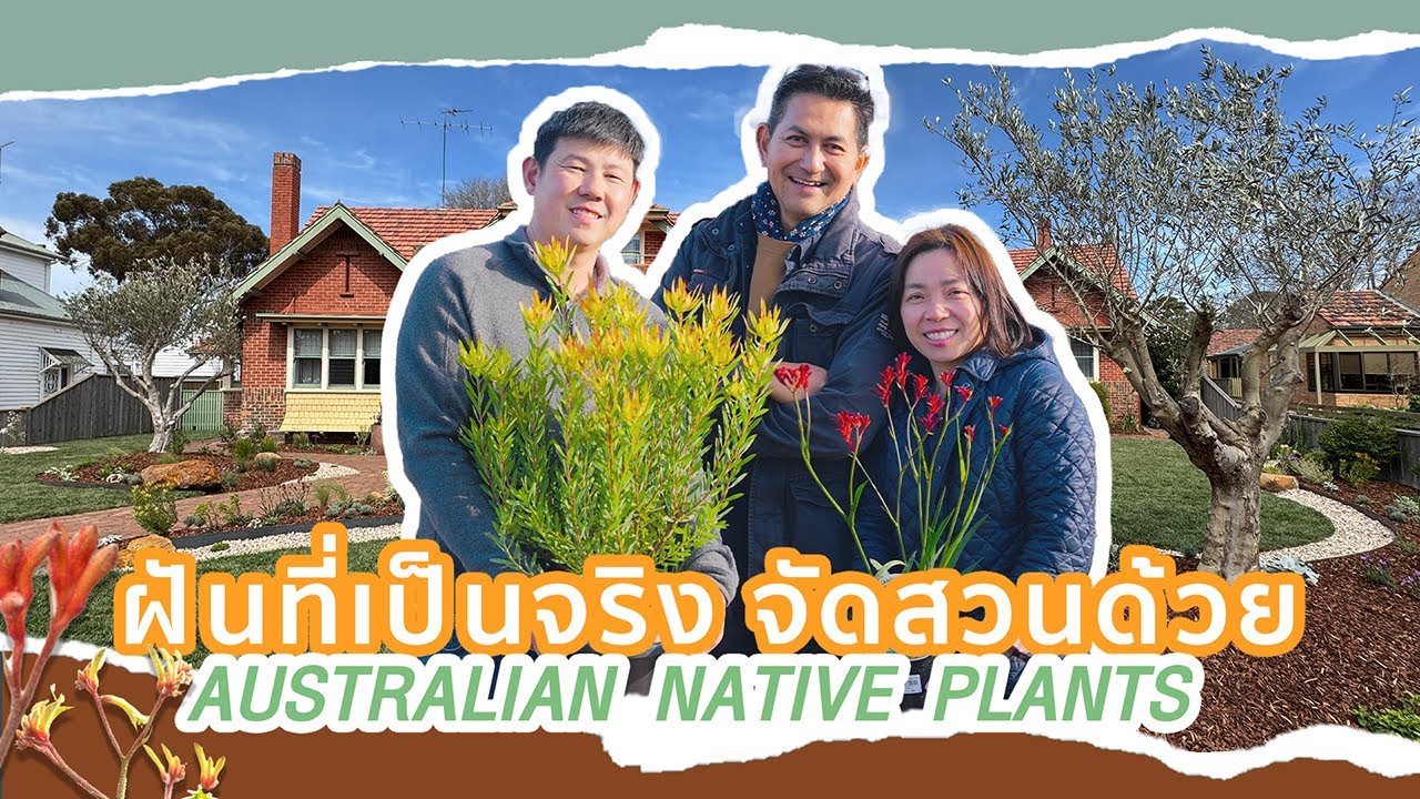 ฝันที่เป็นจริง จัดสวนด้วย Australian Native Plants