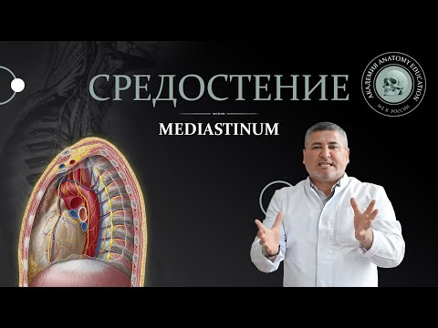 Средостение / MEDIASTINUM