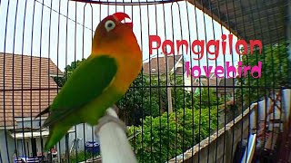 Panggilan lovebird pagi hari lovebird lain langsung ikut nyaut