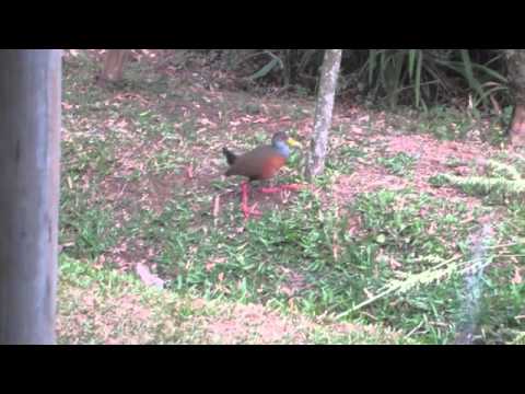 Costa Rican Grey-Necked Wood Rail 