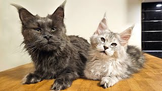 Grandma Cat Loves Her Grandkitten Galileo by Maine Coon Kittens 13,696 views 2 months ago 4 minutes, 51 seconds