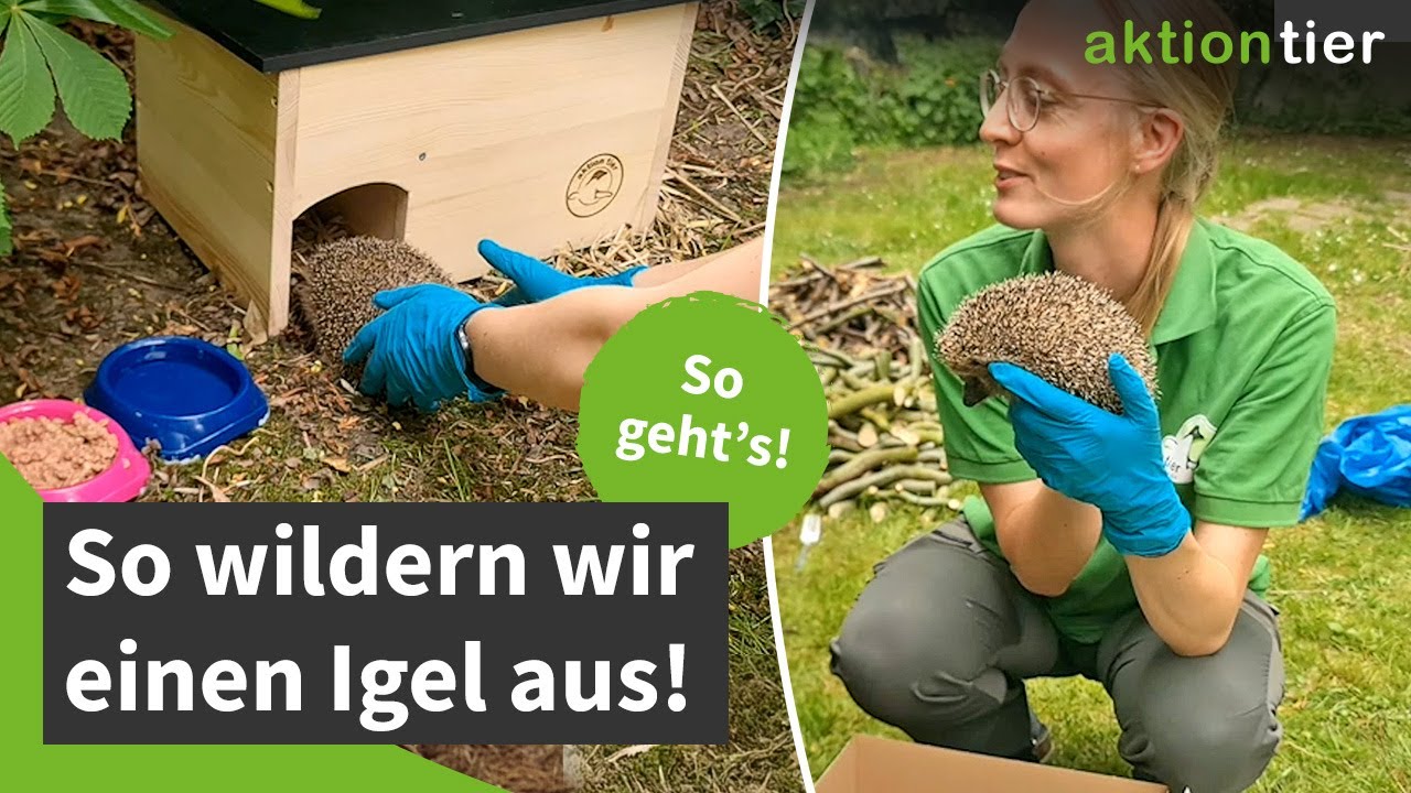 Auswilderung eines Igels (Mit Tipps!)