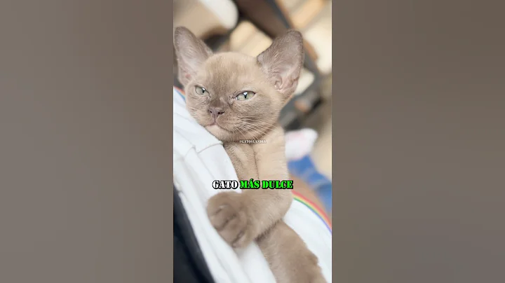 Video 11563551: burmese, cat meets