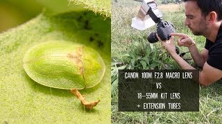 Macro Lens Vs Kit Lens And Extension Tubes | Photographing Insects