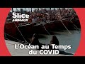 La Pollution Sonore: une Menace Pour la Vie Marine | SLICE ANIMAUX