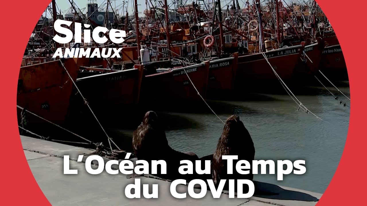 La Pollution Sonore: une Menace Pour la Vie Marine | SLICE ANIMAUX