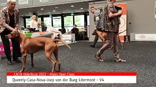 Rhodesian Ridgeback Show 2022