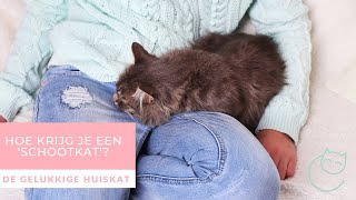 WAAROM WIL MIJN KAT NIET OP SCHOOT? En wat kun je er aan doen?  De gelukkige huiskat | Kattengedrag