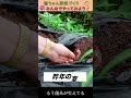 衣類は捨てずに畑に入れて！【おうちで元気な無農薬野菜を育てよう】 #shorts