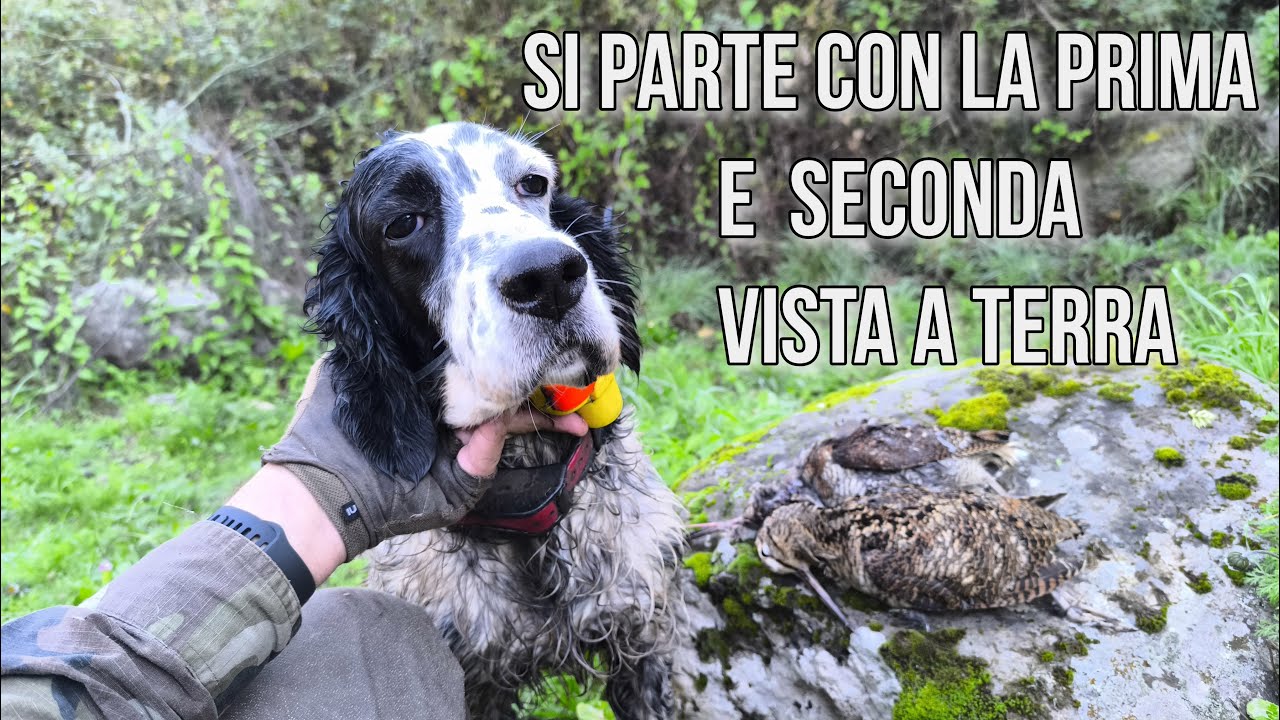 Si parte con la Prima e la Seconda Vista a Terra-Prime Beccacce in Sicilia 11/2025-Hunting  Woodcock